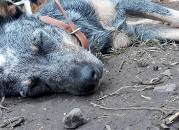 Perro descansando en Vida Canina