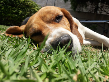 Perro descansando en Vida Canina