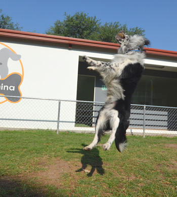 Perro jugando en Vida Canina