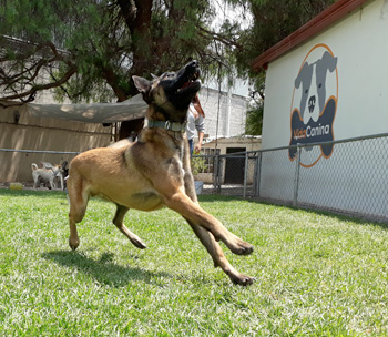 Perro jugando en Vida Canina