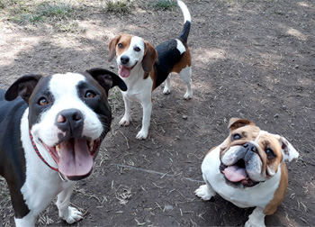 Perro jugando en Vida Canina