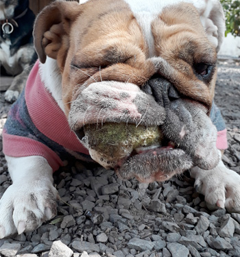 Perro jugando en Vida Canina