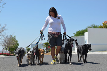 Paseos de Vida Canina