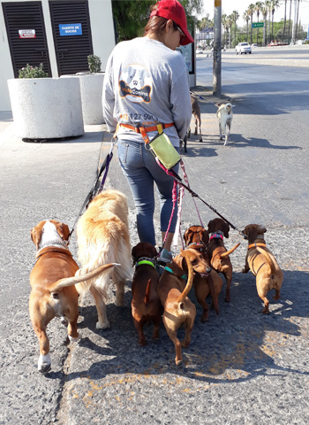 Paseos de Vida Canina