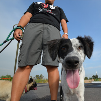 Paseos de Vida Canina
