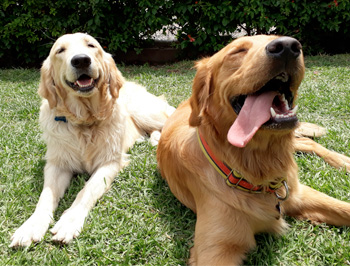 Perro en pensión de Vida Canina