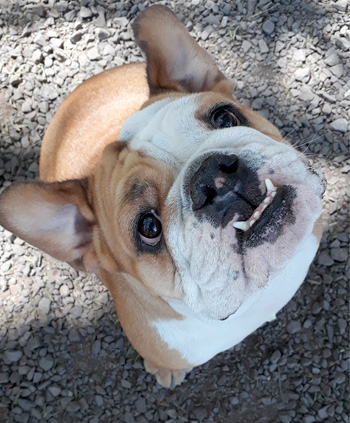 Perro en pensión de Vida Canina