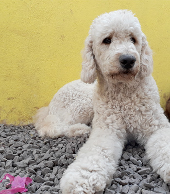 Perro en pensión de Vida Canina