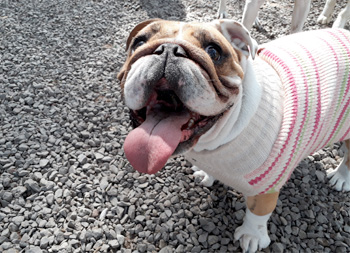 Perro en guardería de Vida Canina