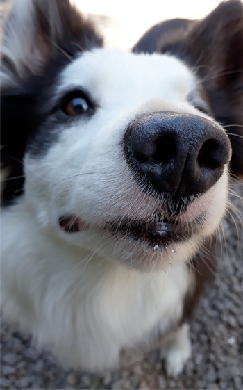 Perro en pensión de Vida Canina
