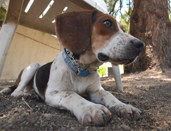 Perro en pensión de Vida Canina