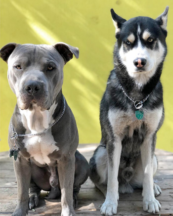 Perro en guardería de Vida Canina