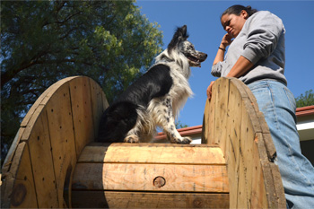 Entrenamiento de Vida Canina