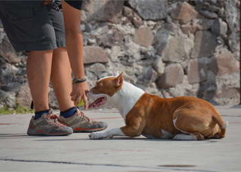 Entrenamiento de Vida Canina