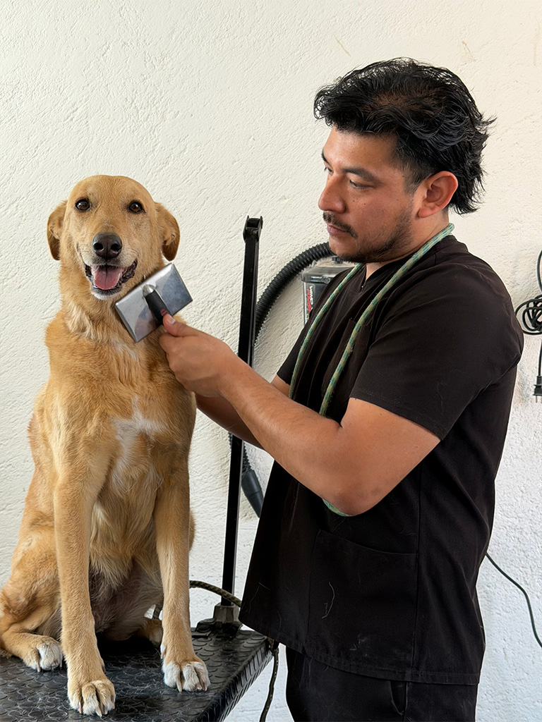 Baños caninos en Vida Canina