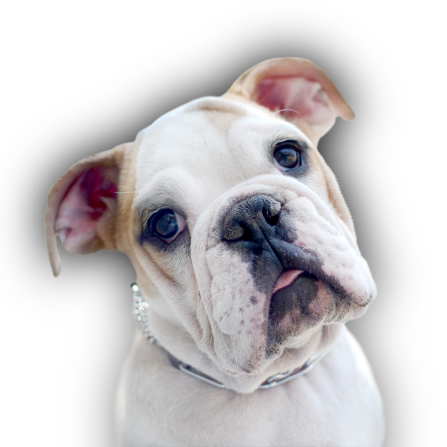 Pitbull entrenado en Vida Canina