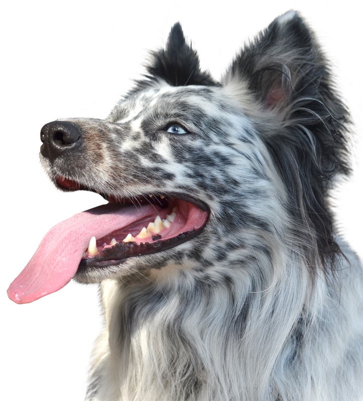 Perro entrenado en Vida Canina