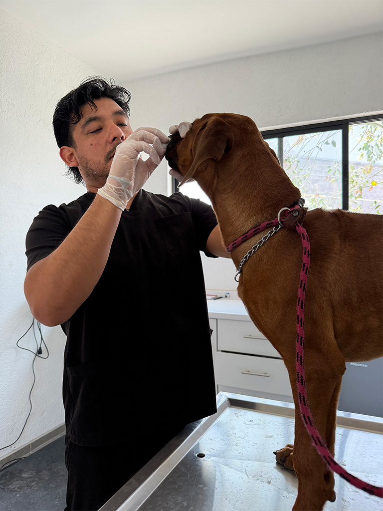 Veterinaria en Vida Canina